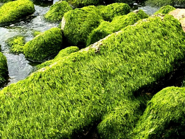 Du lịch - Thềm rêu xanh tuyệt đẹp ở Nha Trang hút khách đến check-in