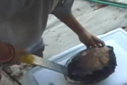 Thị trường - Tiêu dùng - Gặp hòn đá bám đầy rong rêu định vứt đi, cô gái "vớ bẫm" khi phát hiện thứ bên trong