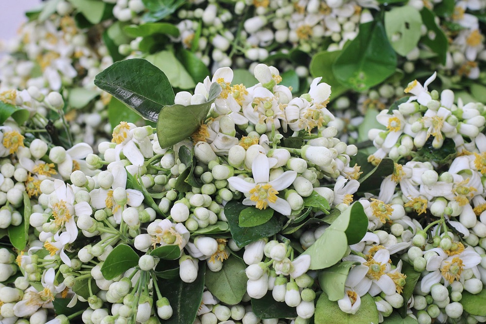 Hoa bưởi là loài hoa cánh trắng, nhị vàng, cành ngắn. Đặc biệt tỏa ra hương thơm đặc trưng rất dễ chịu.