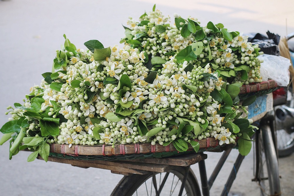 Hoa bưởi đầu mùa xuống phố giá 300.000đ/kg, đắt như hoa nhập ngoại - 4