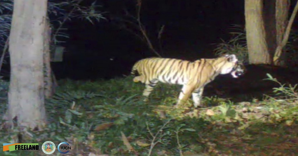 Lực lượng kiểm lâm Thái Lan đang truy tìm một con hổ 3 chân. Ảnh: Freeland