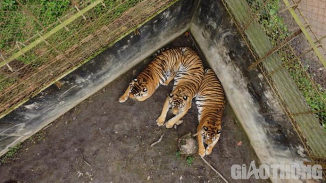 Những con hổ đang được nuôi nhốt tại xã Xuân Tín, huyện Thọ Xuân (Thanh Hóa)