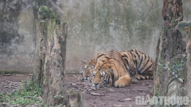 Đàn hổ được nuôi nhốt trên địa bàn xã Xuân Tín, huyện Thọ Xuân, tỉnh Thanh Hoá