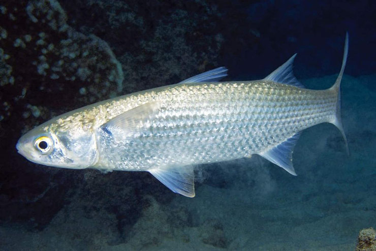 Cá đối xám phân bố ở nhiều nơi trên toàn thế giới, Việt Nam cũng có loại cá này
