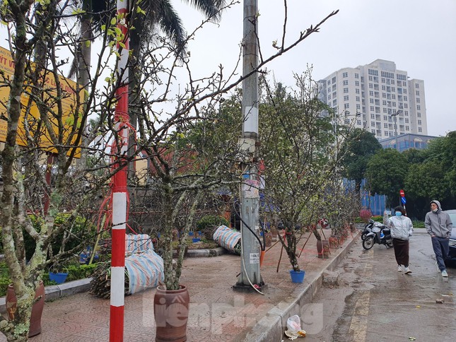 Ngoài hoa lê, hoa mận rừng cũng được nhiều người yêu thích...