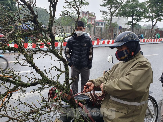 Ngắm hoa lê tiền triệu xuống Thủ đô sau Tết - 12