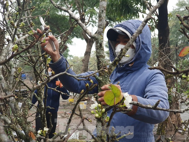 Một cành lê đẹp cần phải có đủ cả hoa quả và lộc.