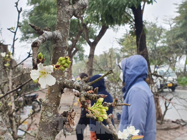Những ngày sau Tết có rất nhiều người Hà Nội xuống phố mua hoa lê để chơi