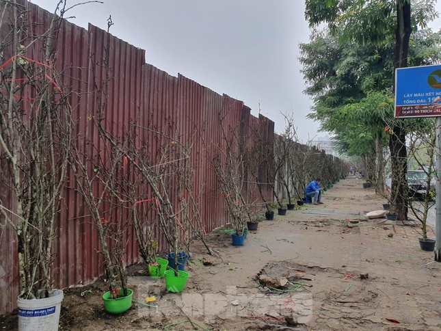 Hoa lê được các tiểu thương lấy về bày bán tại Hà Nội từ ngày 8 tháng Giêng. Những cành lê chủ yếu từ phía Tây Bắc như Mộc Châu (Sơn La), Bắc Hà, Sa Pa (Lào Cai) và Lạng Sơn.