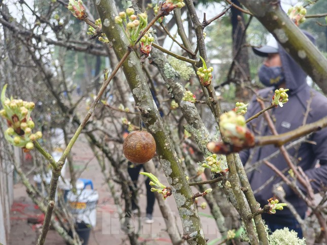 Không giống như đào, mận, hoa lê chơi được lâu, hoa bền có thể chơi được 1 tháng đến 40 ngày.