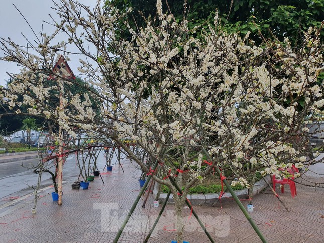 Sắc trắng tinh khôi từ loài hoa của núi rừng luôn có sức hấp dẫn đặc biệt với người yêu hoa.