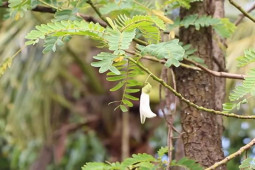 Thị trường - Tiêu dùng - Cây dại xưa làm hàng rào, giờ thành "mỏ vàng" trồng kiếm tiền triệu