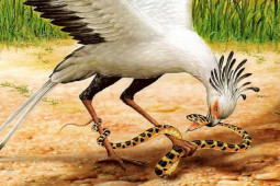 Media - Loài chim sở hữu "quả đầu" cực ngầu, khắc tinh của các loài rắn