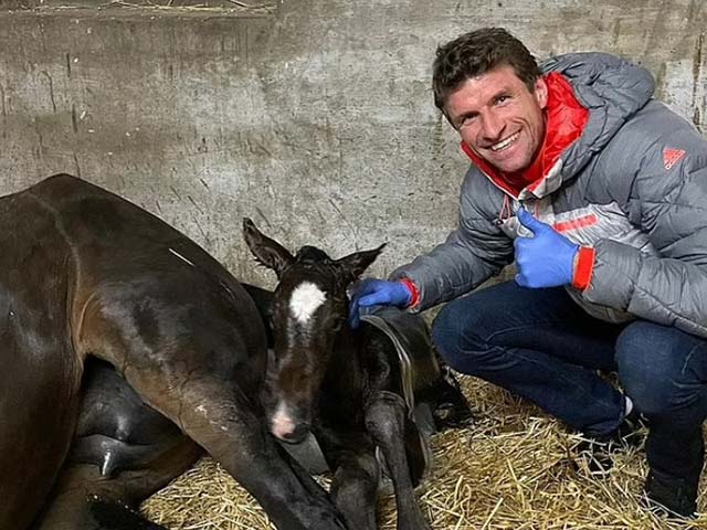 Bóng đá - SAO Bayern Munich bị chỉ trích vì ngược đãi ngựa, hệt vụ Zouma đá mèo
