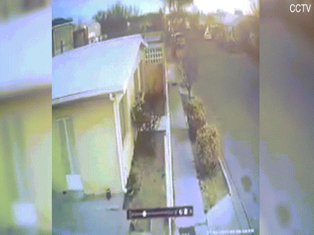 Thế giới - Video: Lạ lùng cảnh hàng trăm con chim như làn sóng ập xuống đất rồi chết la liệt