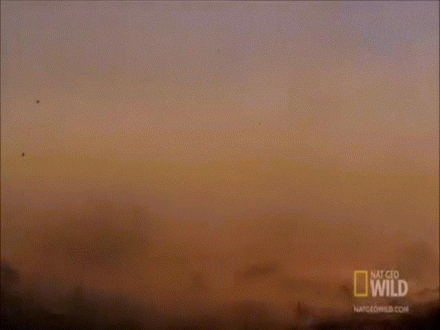 Phi thường - kỳ quặc - Video: Trăn anaconda xanh khổng lồ đoạt mạng chuột lớn nhất thế giới