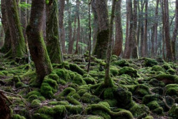 Thế giới - Bên trong "khu rừng tự sát", rùng rợn bậc nhất thế giới ở Nhật Bản