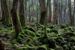 Bên trong "khu rừng tự sát", rùng rợn bậc nhất thế giới ở Nhật Bản