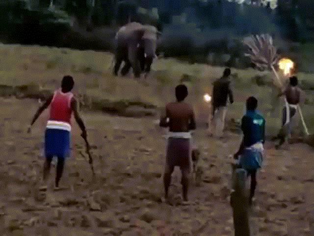 Phi thường - kỳ quặc - Video: Nhân viên kiểm lâm Ấn Độ “múa đuốc”, một mình đối đầu voi dữ