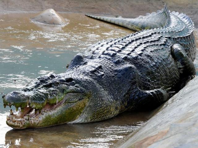 Thế giới - Chuyện cá sấu khổng lồ chết vì “stress” sau hai năm sống nuôi nhốt vì ăn thịt người