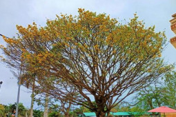 Tin tức trong ngày - Ly kỳ vụ tranh chấp "cụ" mai 200 tuổi xôn xao ở Quảng Bình