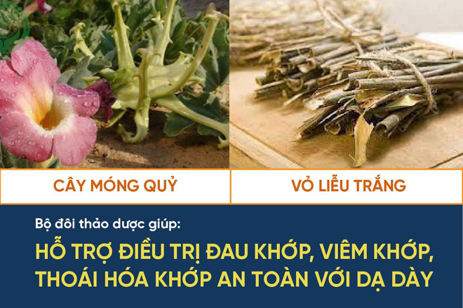 Cây Móng Quỷ - Thảo dược cho người bị đau nhức xương khớp - 3