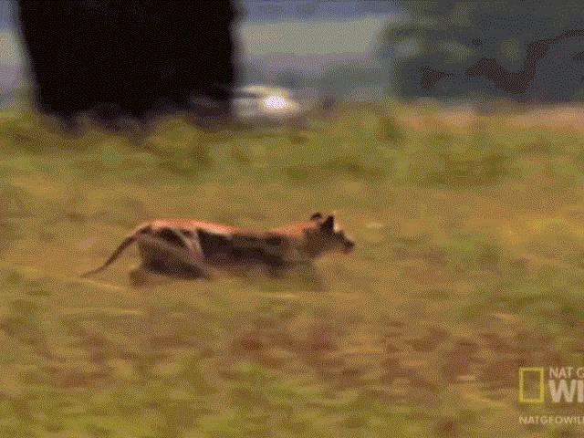 Media - Sư tử bay người, tung đòn hiểm hạ gục ngựa vằn nhanh như một cơn gió