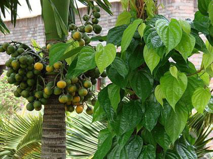 Quả cau trồng làm cảnh ở các vùng quê Việt Nam, hầu như người Việt ai cũng biết tới loại quả này
