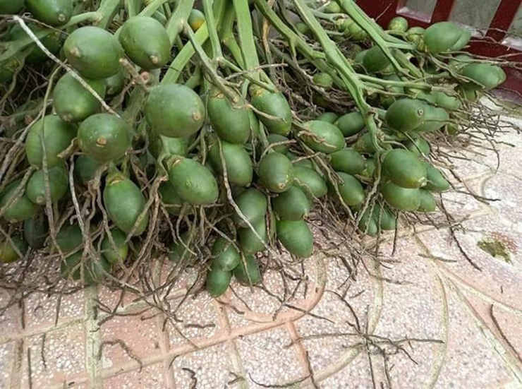 Trước kia, cau chín rụng đầy vườn, không mấy ai thu hoạch
