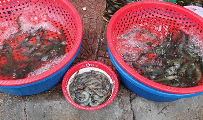 Giá tôm thẻ ở mức từ 250.000 đến 350.000 đồng/kg.