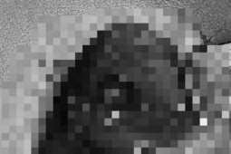 Tin tức trong ngày - Anh trai 5 tuổi nghịch súng tự chế của bố, bắn trúng ngực em 4 tuổi