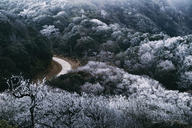 Băng phủ bạc đầu cả một góc rừng tại đỉnh Phia Oắc, tỉnh Cao Bằng.