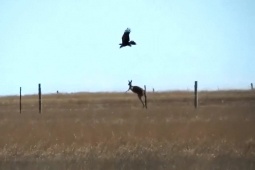 Phi thường - kỳ quặc - Video: Đại bàng đuôi nhọn tấn công kangaroo, suýt phải trả giá đắt
