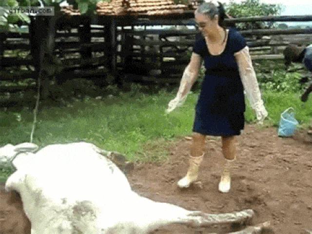 Tranh vui - Khi động vật "nổi giận" thì sẽ có những hậu quả hết sức khó đỡ