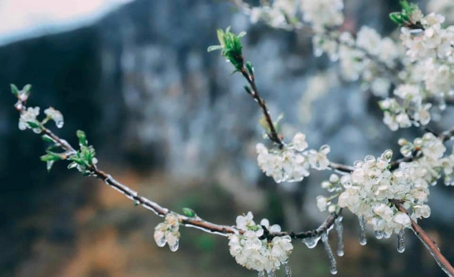 Mùa hoa “pha lê” đẹp xốn xang nơi rẻo cao Hà Giang - 1