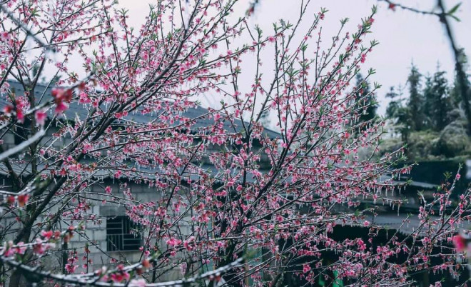 Mùa hoa “pha lê” đẹp xốn xang nơi rẻo cao Hà Giang - 8