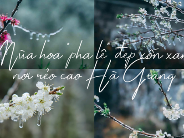 Du lịch - Mùa hoa “pha lê” đẹp xốn xang nơi rẻo cao Hà Giang