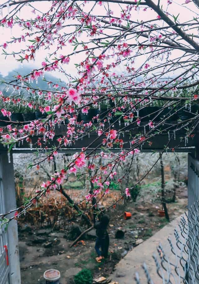 Mùa hoa “pha lê” đẹp xốn xang nơi rẻo cao Hà Giang - 9