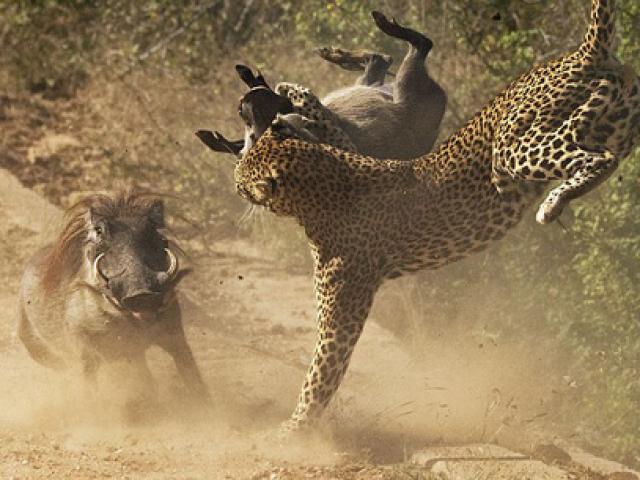 Media - Lợn rừng cùng đàn con "bẻ lái cực gắt" tháo chạy báo đốm