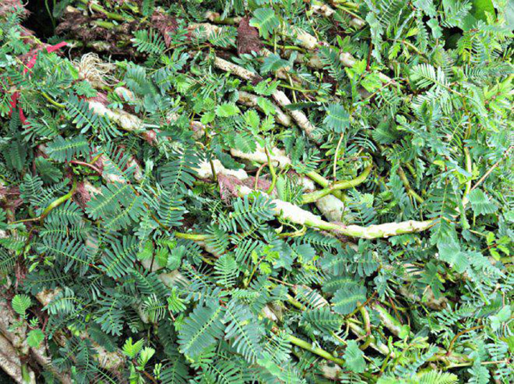 Rau rút còn có tên gọi khác là rau nhút, là cây thân thảo nổi trên mặt nước, rễ bám vào các mấu.

