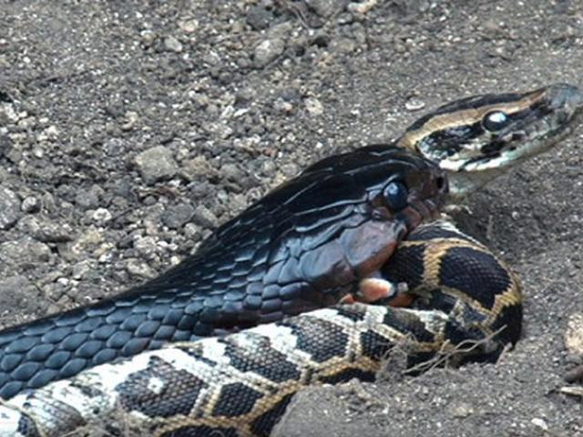 Media - Trăn con vừa chào đời đã bị "sát thủ đen ngòm"  đoạt mạng