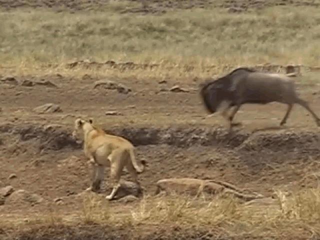 Media - Clip: Bị truy sát, linh dương đầu bò húc văng sư tử và cái kết