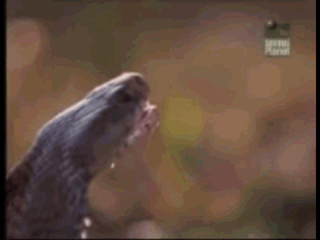 Media - Clip: Bị rắn hổ mang phun nọc độc vào mắt, sư tử hoảng sợ bỏ chạy