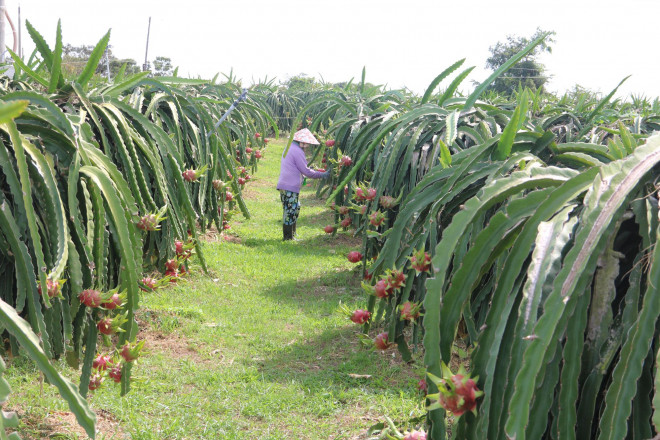 Thanh long chín đỏ vườn tại Bình Thuận nhưng vắng bóng thương lái thu mua