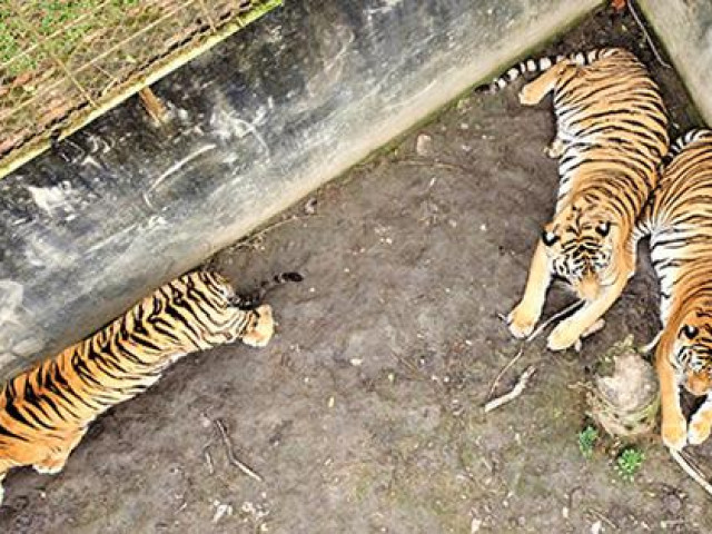 Tin tức trong ngày - Khổ vì nuôi hổ!