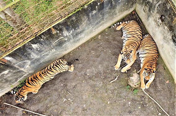 Đàn hổ đang nuôi nhốt trái phép tại xã Xuân Tín, huyện Thọ Xuân, tỉnh Thanh Hóa