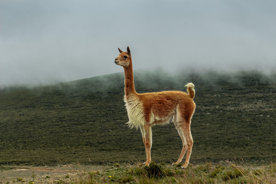 Vicuñas&nbsp;là loài lạc đà Nam Mỹ sống ở các khu vực núi cao của dãy núi Andes (Nguồn:&nbsp;Master Class)