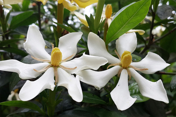 Dành dành được sử dụng nhiều trong các bệnh lý tại thận