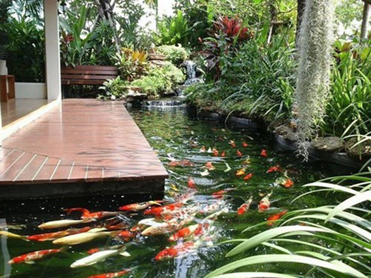 Cá Koi &nbsp;có sức khỏe tốt, nuôi hồ nhân tạo có thể sống trên 25 năm. Chiều dài đạt khoảng 80cm khi nuôi ở năm thứ 8, song cũng có những con dài 2m.
