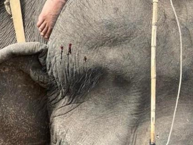 Tin tức trong ngày - Vụ voi bị hành hạ, cõng khách du lịch: UBND tỉnh Đắk Lắk chỉ đạo sớm dẹp bỏ cưỡi voi